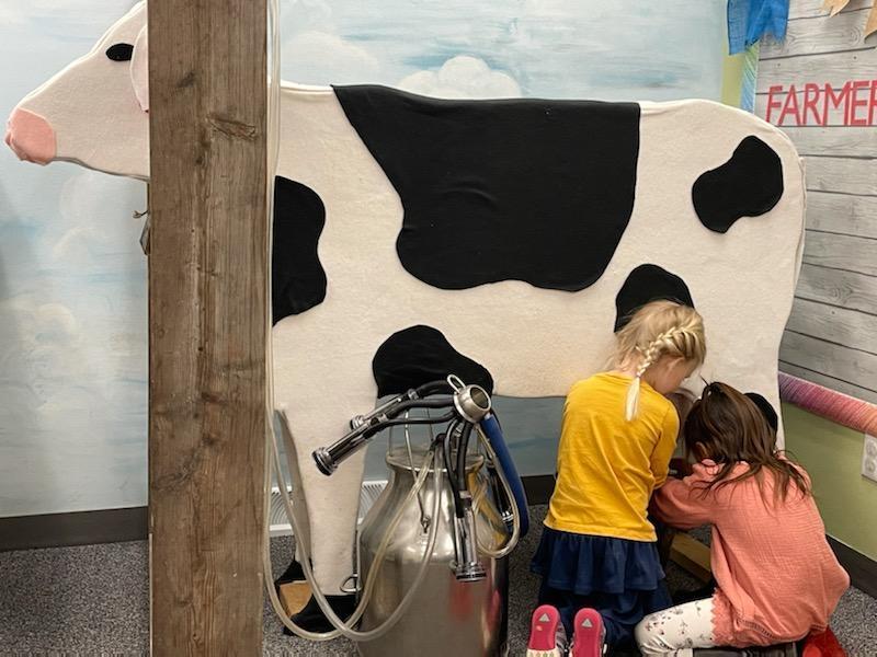 Students learning to milk a cow