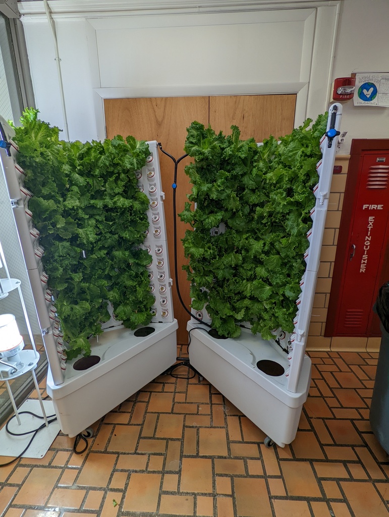 Hydrophonic lettuce machine