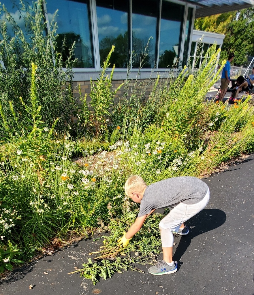 Student pulling weeds
