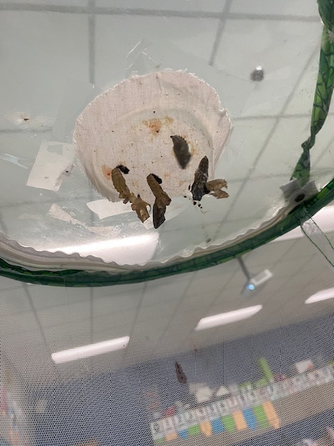 butterfly larvae hatching