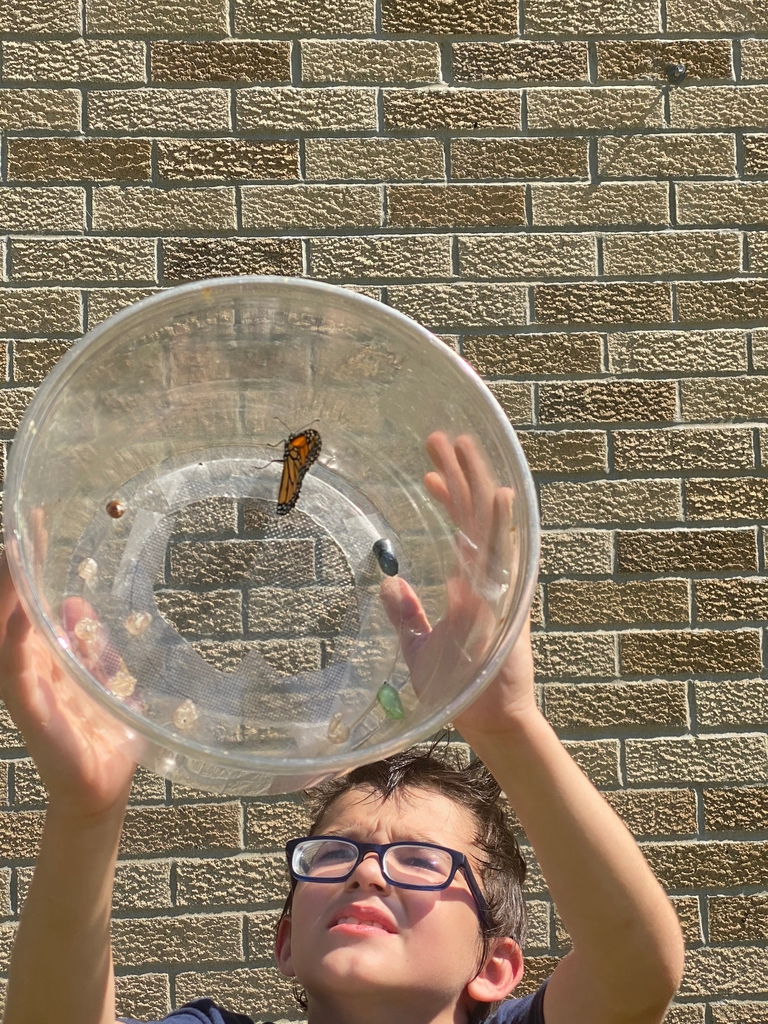 Student releasing a butterfly