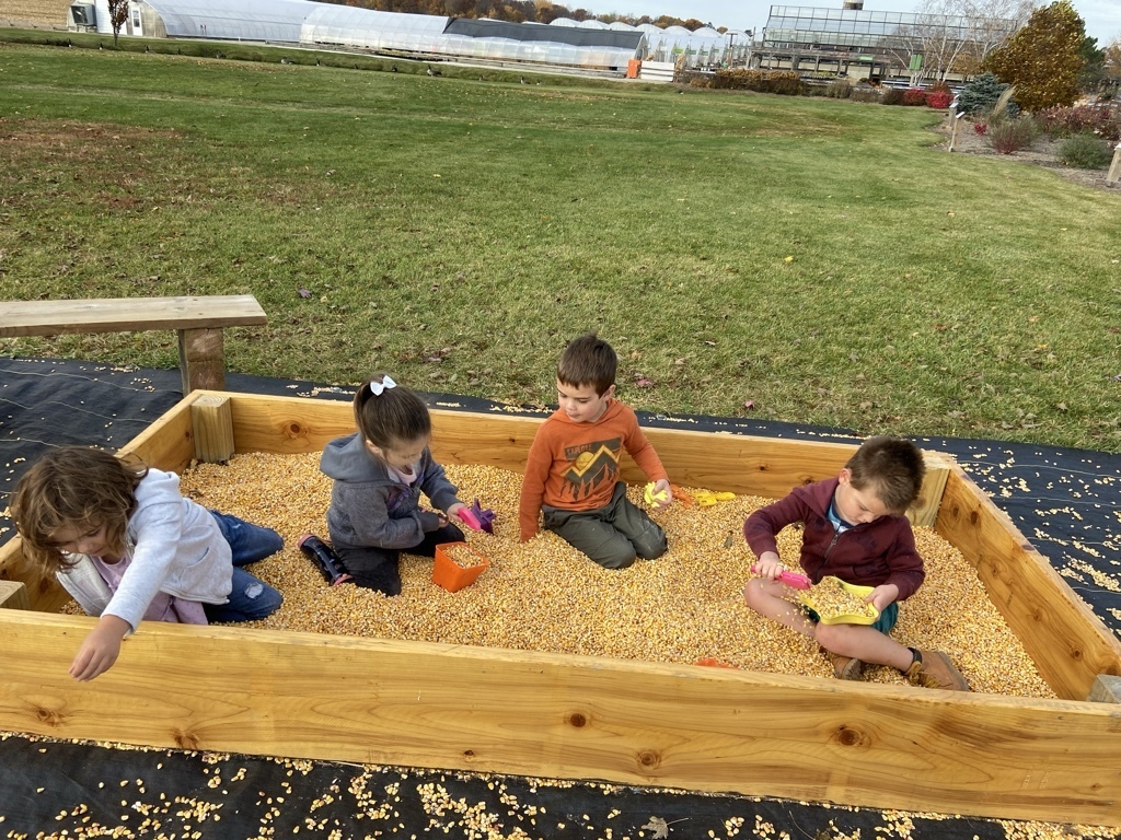 four students playing in a corn box